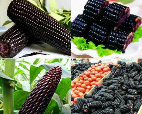 Những giống ngô có màu sắc nhìn đã con mắt