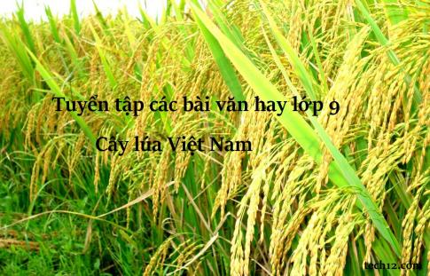 Bài văn mẫu lớp 9: Thuyết minh về cây lúa Việt Nam