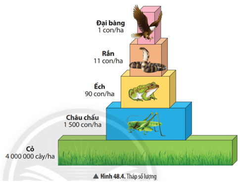 Quan sát Hình 48.4, em hãy cho biết cách để xây dựng một tháp sinh thái.