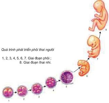 Giải sinh 11 bài 40: Thực hành xem phim về sinh trưởng và phát triển ở động vật