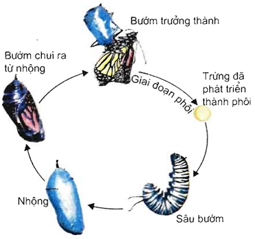 Giải sinh 11 bài 40: Thực hành xem phim về sinh trưởng và phát triển ở động vật