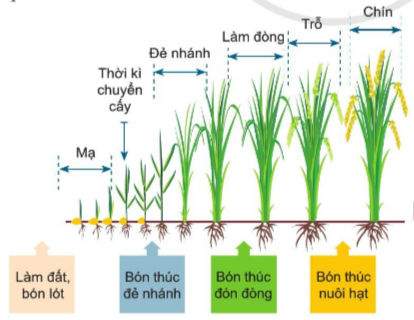  Quy trình trồng trọt