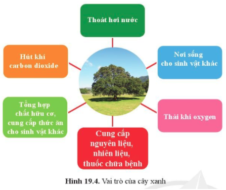 Giải bài 19 Các yếu tố ảnh hưởng đến quang hợp