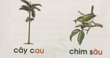 [Cánh điều] Giải Tiếng Việt 1 tập 2 bài 107: au, âu