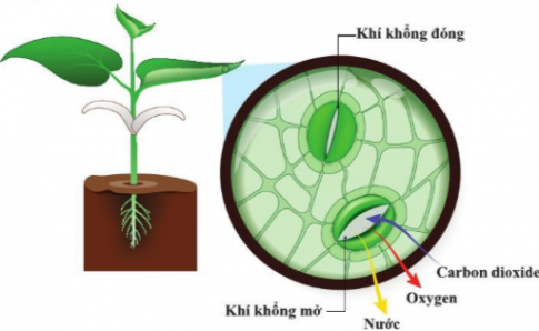 Giải bài 23 Trao đổi khí ở sinh vật