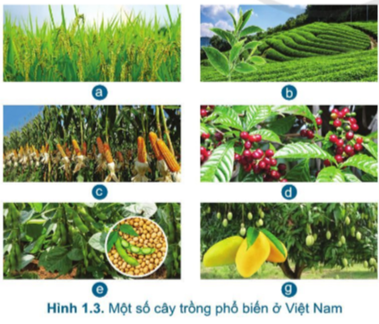  Giới thiệu chung về trồng trọt