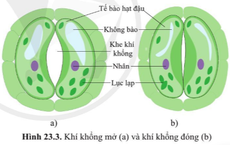 Giải bài 23 Trao đổi khí ở sinh vật