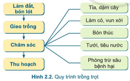 Giải công nghệ 7 cánh diều bài 2: Quy trình trồng trọt