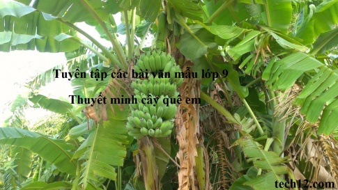 Bài văn mẫu lớp 9: Cây...ở quê em (cây hoa sữa, cây cơm nguội, cây đước, cây phi lao...) (Đây là đề chưa hoàn tất, dành để giáo viên và học sinh lựa chọn, bổ sung. Nên chọn đối tượng thuyết minh cụ thể cho sát với thực tế mỗi địa phương)