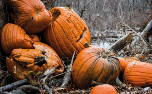Bí đỏ và những câu chuyện xoay quanh lễ hội Halloween