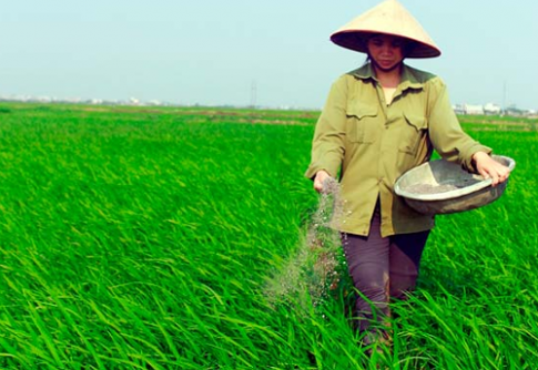 Qúa trình sinh trưởng và chăm bón giúp cây lúa phát triển mạnh
