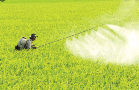 Qúa trình sinh trưởng và chăm bón giúp cây lúa phát triển mạnh