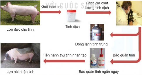 Quan sát Hình 3.1 và trình bày các bước thụ tinh nhân tạo ở lợn