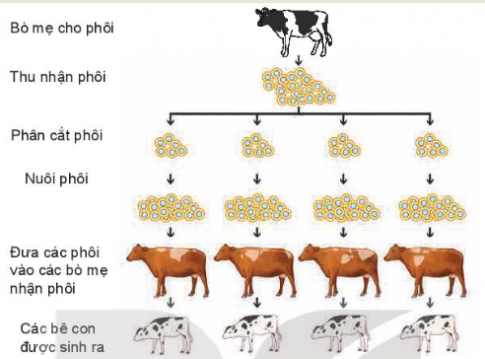 Quan sát Hình 3.5 và mô tả các bước trong quy trình phân cắt kết hợp cấy truyền phôi ở bò sữa