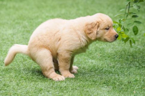 Lý giải những hành vi kỳ quặc của loài chó