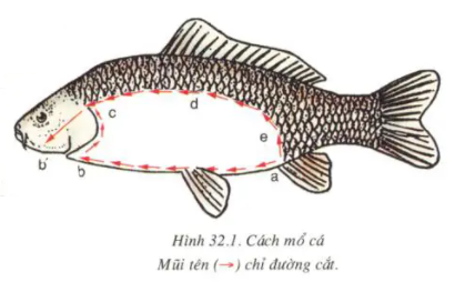 Giải sinh 7 bài 32: Thực hành Mổ cá