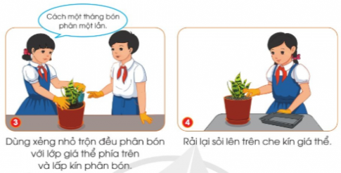 Quan sát hình và đọc thông tin dưới đây, em hãy mô tả công việc bón phân cho cây lưỡi hổ trồng trong chậu