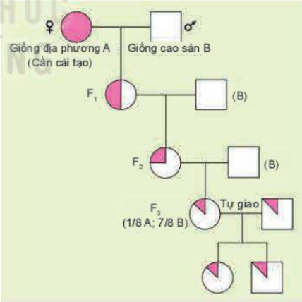 Quan sát Hình 5.6 và mô tả phương pháp lai cải tạo