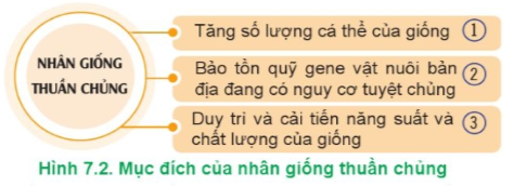 Hãy quan sát Hình 7.2 và cho biết mục đích của nhân giống thuần chủng