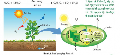 Quan sát Hình 4.2, hãy cho biết nguyên liệu và sản phẩm của quá trình quang hợp ở thực vật. Các nguyên liệu đó được thực vật lấy ở đâu?