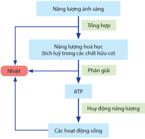 Tập hợp thứ tự nào sau đây thể hiện đúng dòng năng lượng trong quá trình chuyển hóa năng lượng ở sinh giới?