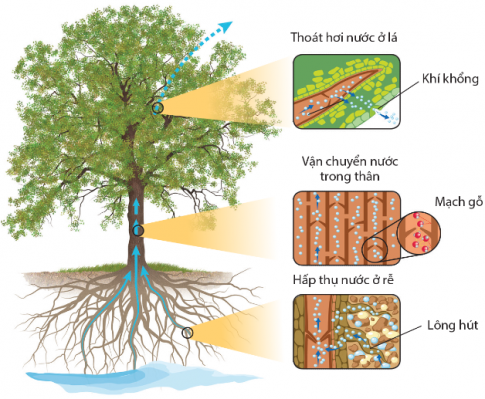 Con đường di chuyển của nước từ dung dịch đất đến khí quyển đi qua các tế bào của cây theo thứ tự nào sau đây?