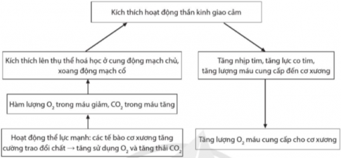 Vẽ sơ đồ giải thích cơ chế điều hoà tim mạch khi hoạt động thể lực mạnh.