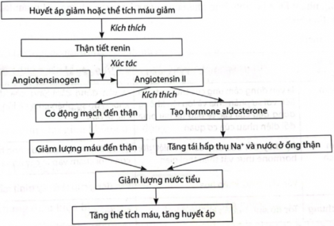 Sơ đồ thể hiện cơ chế điều hoà huyết áp, thể tích máu: