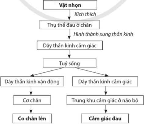 Vẽ sơ đồ cung phản xạ chân co lên khi chạm vào vật nhọn và con đường truyền xung thần kinh cảm giác đau từ vị trí bị vật nhọn tác động đến não bộ.