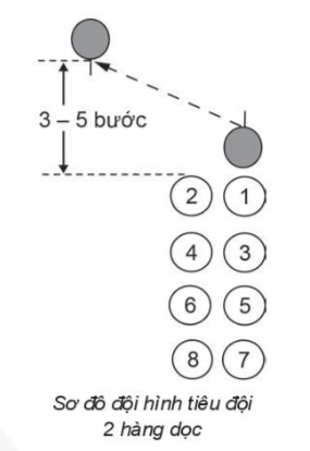 Nêu thứ tự các bước thực hiện đội hình tiểu đội 2 hàng dọc