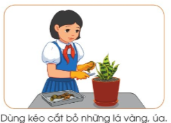 Quan sát hình và đọc thông tin dưới đây, em hãy mô tả công việc cắt tỉa cây lưỡi hổ