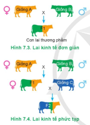 Dựa vào hình 7.3 và hình 7.4, hãy so sánh hình thức lai kinh tế đơn giản và lai kinh tế phức tạp