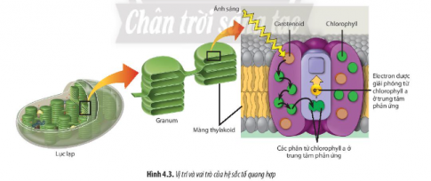 Quan sát Hình 4.3 và 4.4, hãy cho biết hệ sắc tố ở thực vật gồm những nhóm nào? Vai trò của mỗi nhóm sắc tố đó là gì?