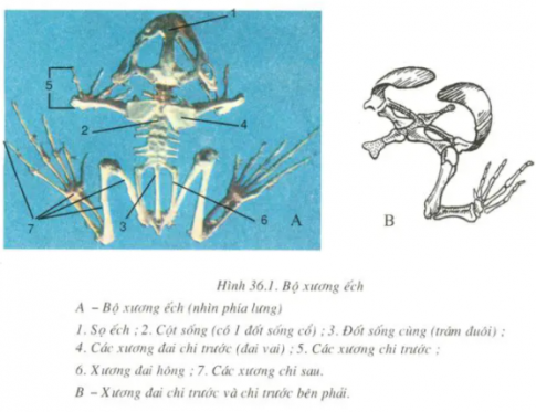 Giải sinh 7 bài 36: Thực hành Quan sát cấu tạo trong của ếch đồng trên mẫu mổ