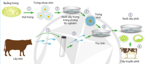 Hãy quan sát hình 7.9 và nêu thứ tự đúng của các bước trong quy trình thụ tinh trong ống nghiệm cho vật nuôi ở Bảng 7.1