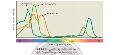 Quan sát Hình 4.3 và 4.4, hãy cho biết hệ sắc tố ở thực vật gồm những nhóm nào? Vai trò của mỗi nhóm sắc tố đó là gì?
