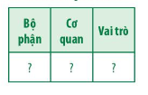 Trình bày vai trò của các bộ phận trong quá trình điều hòa cân bằng nội môi bằng cách hoàn thành bảng bên dưới.