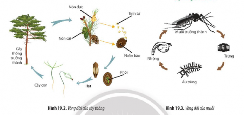 Quan sát các Hình 19.2, 19.3 và mô tả vòng đời của cây thông và muỗi