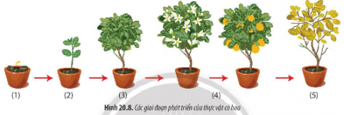Quan sát Hình 20.8, hãy mô tả quá trình phát triển của thực vật có hoa