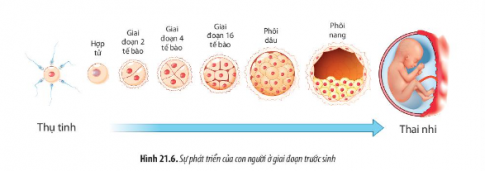 Quan sát các Hình 21.6, 21.7 và mô tả các giai đoạn phát triển của con người từ hợp tử đến cơ thể trưởng thành