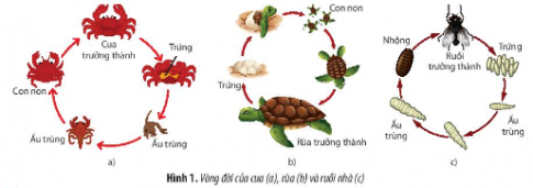 Hãy cho biết các loài động vật trong Hình 1 có kiểu phát triển gì? Dựa vào đâu để nhận biết kiểu phát triển đó?