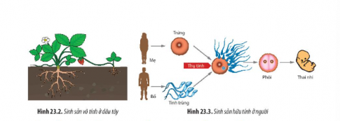 Quan sát Hình 23.2 và 23.4, hãy xác định các dấu hiệu đặc trưng trong quá trình sinh sản ở dâu tây và người.