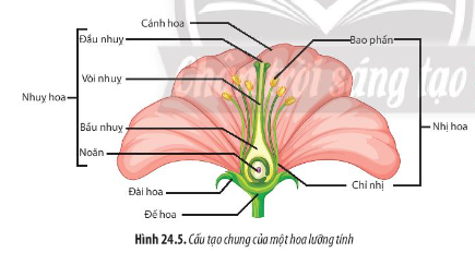 Quan sát Hình 24.5 và dựa vào kiến thức đã học, hãy mô tả cấu tạo chung của hoa