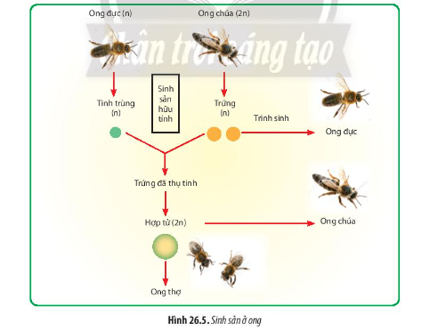 Quan sát Hình 26.5, hãy mô tả quá trình sinh sản ở ong
