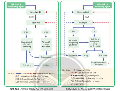 Quan sát Hình 26.8 và 26.9, phân tích quá trình điều hòa sinh tinh và điều hòa sinh trứng ở người
