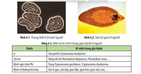 Đọc thông tin ở các Bảng 6.1, 6.2, 6.3 và 6.4, hãy kể tên những tác nhân đã từng gây nên bệnh dịch ở địa phương em.