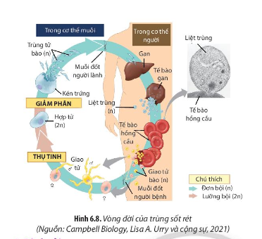 Dựa vào Hình 6.8, hãy cho biết trùng sốt rét gây bệnh như thế nào?