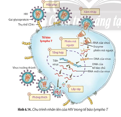 Dựa vào Hình 6.14 và kiến thức đã học, hãy mô tả quá trình nhân lên của HIV trong tế bào lympho T