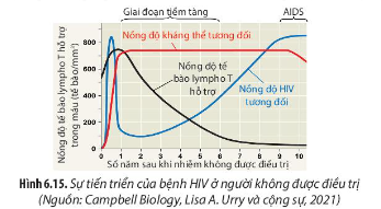 Dựa vào Hình 6.15, hãy giải thích mối quan hệ giữa nồng độ tế bào lympho T hỗ trợ và nồng độ HIV tương đối trong cơ thể người nhiễm HIV không được điều trị