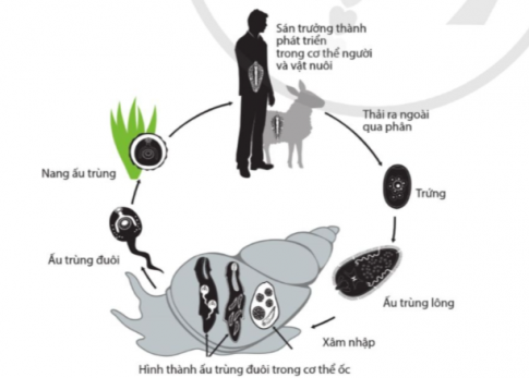 Dựa vào hình 4.10, hãy đề xuất biện pháp phòng bệnh sán lá gan